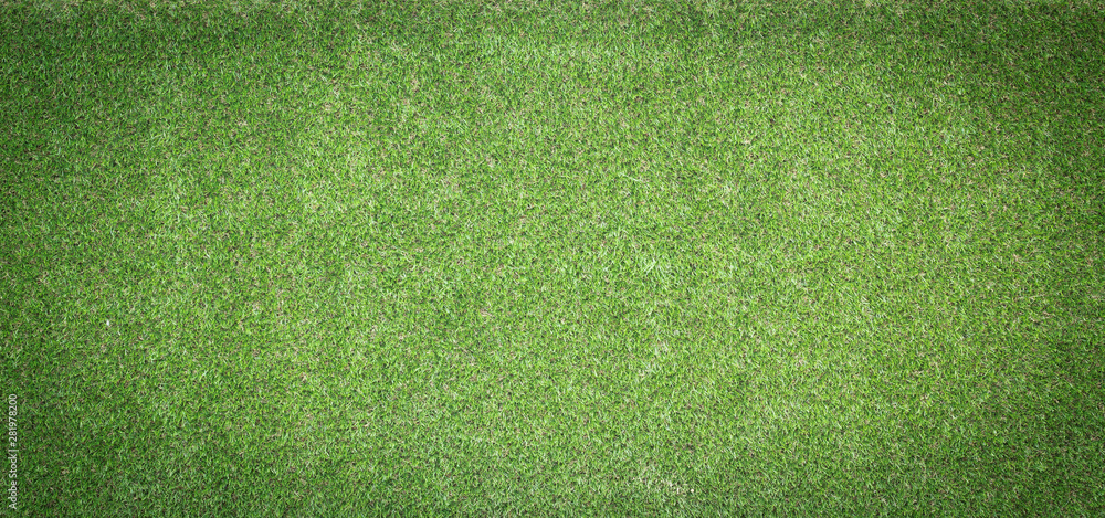 Fototapeta texture of green grass