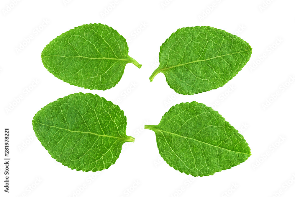 Fototapeta premium Four bilberry leaves isolated on white