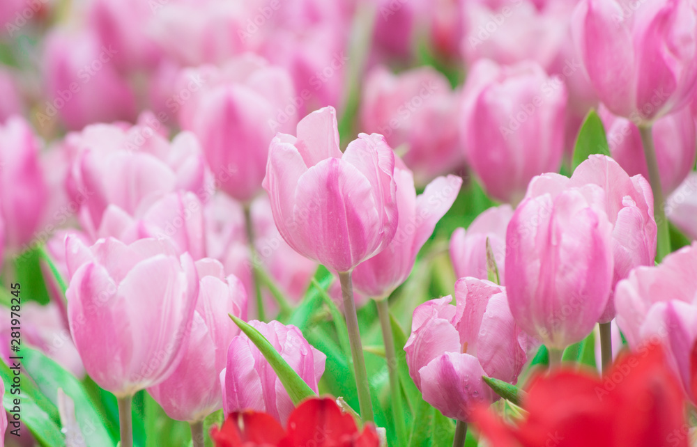 pink tulips in the garden