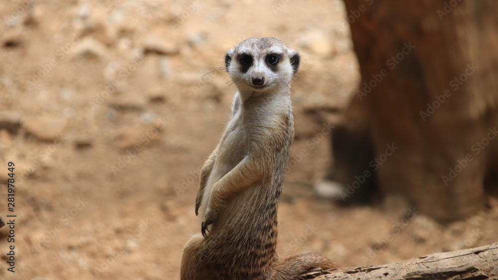 Fototapeta premium Animal posando para la foto