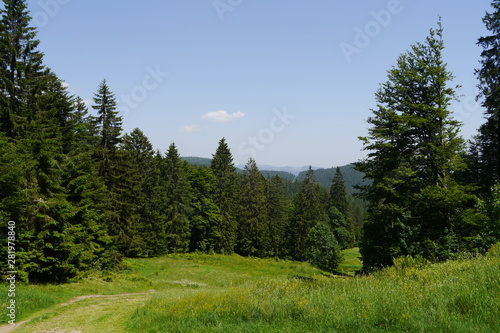 Fichtenwald und Bergwiese