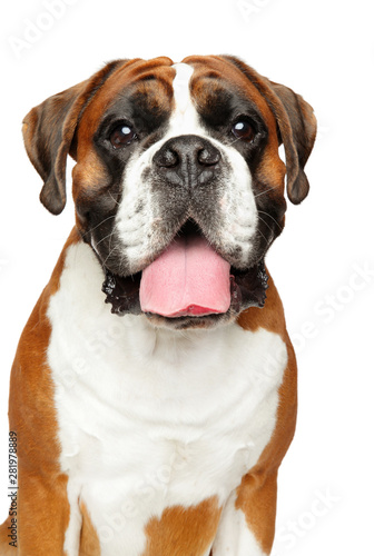 Closeup portrait of a German boxer dog