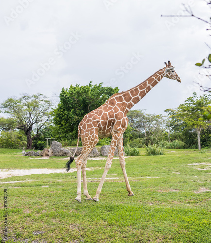 Giraffe in the Zoo. Miami  Florida