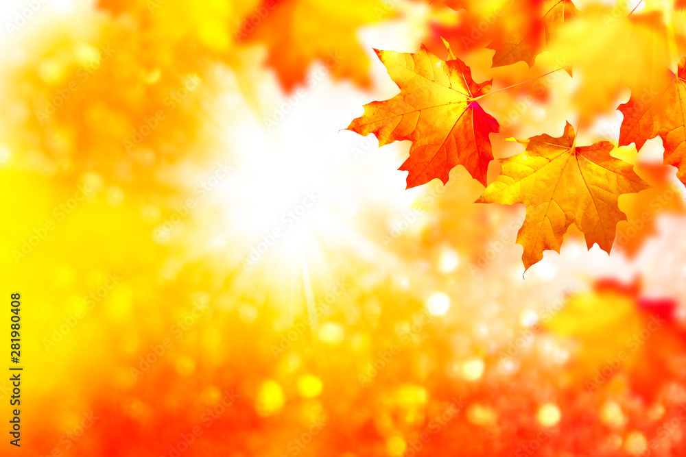 autumn landscape with bright colorful foliage. Indian summer. autumn landscape with bright colorful foliage. Indian summer.