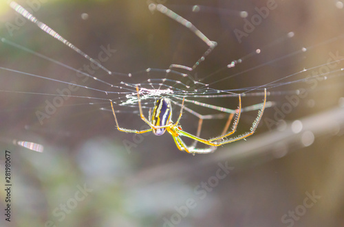 Yellow Striped Spider On Web © Jacquelin