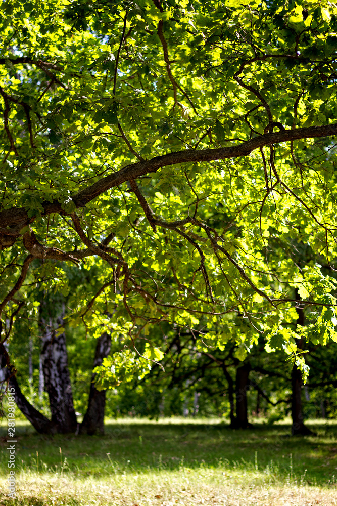 oak grove forest in sunny weather in summer shines through the green leaves of a huge oak tree oak grove forest in sunny weather in summer shines through the green leaves of a huge oak tree