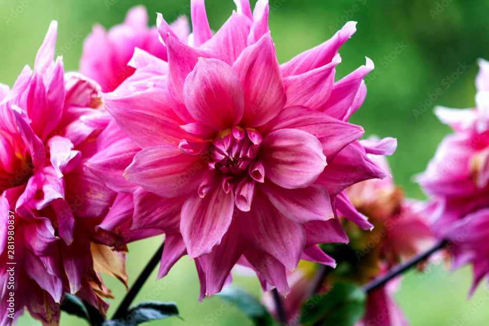 large pink dahlias bloom in the garden close-up