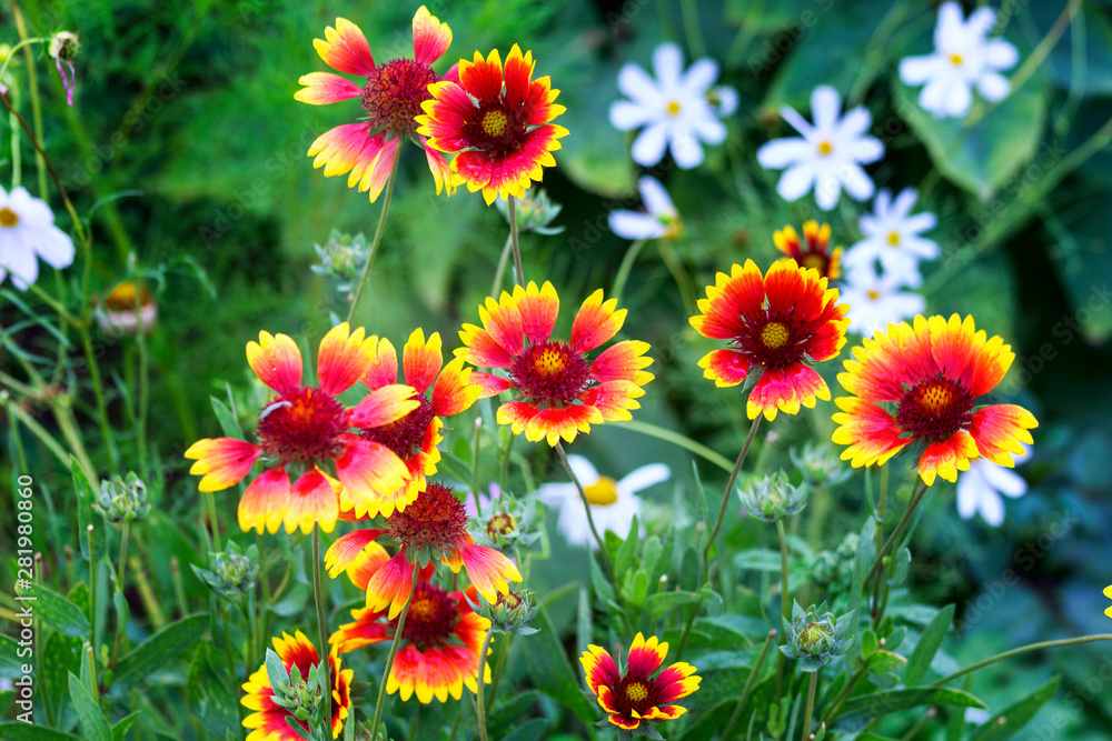 bright yellow-red gaillardia in the flowerbed a lot in the park bright yellow-red gaillardia in the flowerbed a lot in the park
