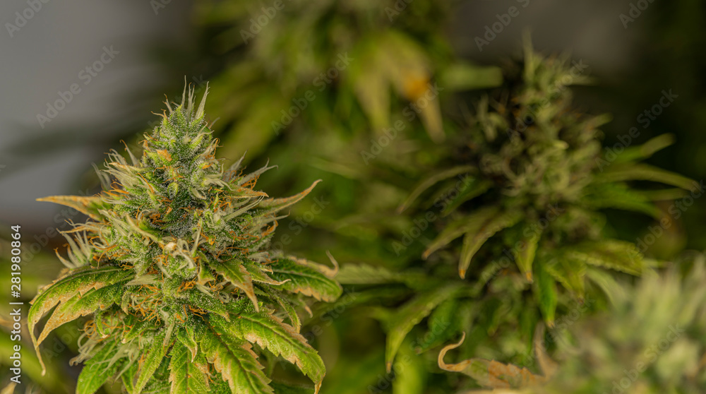 Ripe bloom of Amherst Sour Diesel and Bubble gum variety in case under light Ripe bloom of Amherst Sour Diesel and Bubble gum variety in case under light
