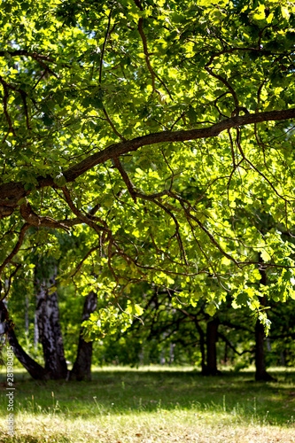 oak grove forest in sunny weather in summer shines through the green leaves of a huge oak tree