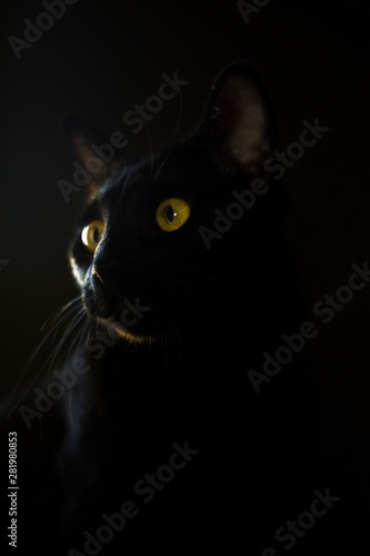 Fototapeta Naklejka Na Ścianę i Meble -  Black oriental cat with yellow eyes on a black background. Studio animal portrait.