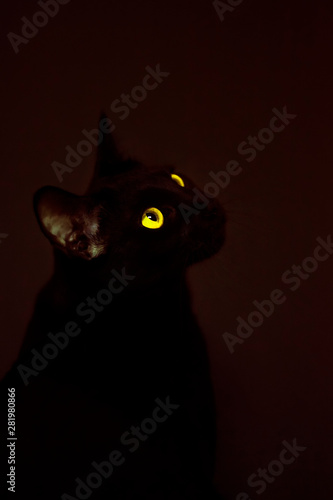 Black oriental cat with yellow eyes on a dark red background. Studio animal portrait.