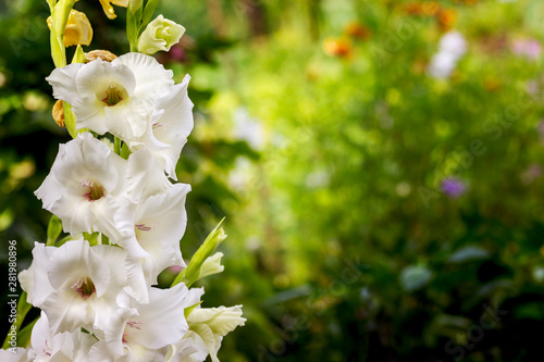 Vászonkép large varietal gladioli of white color are located on the side of the background