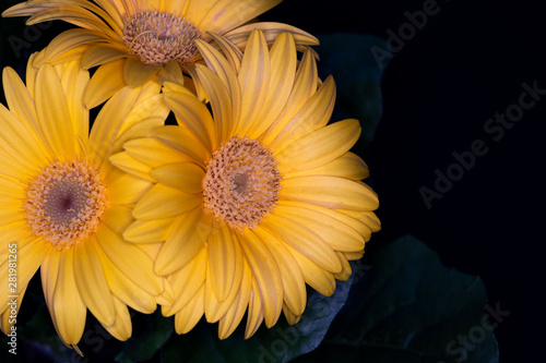 Gerbera yellow flower head, genus of plants in the Asteraceae of the daisy family native to tropical regions of South America, Africa and Asia, macro with shallow depth of field  photo