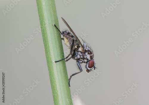 Hylemya species gray and black spots fly perched on a reed photo