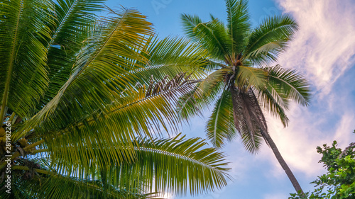 Coconat Palm on the Beach of Gam Island. Raja Ampat, Indonesia, West Papua