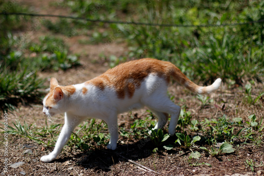 Young cat on the street Young cat on the street