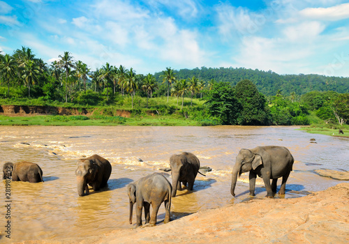 Elephants bathing in the jungle river of Sri Lanka.