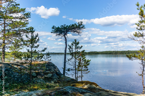 Photography The quiet wild forest and lonely trees on the shore of the Saimaa lake in the Li