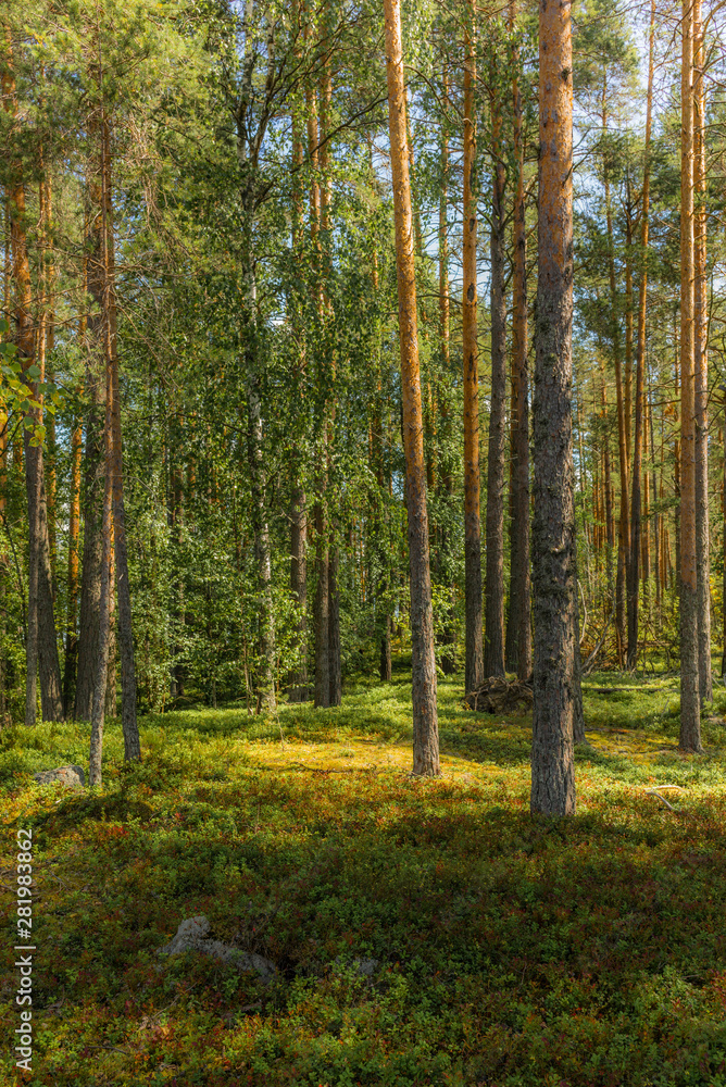 Fototapeta premium Światło i cienie wśród sosen Parku Narodowego Linnansaari w Finlandii - 4