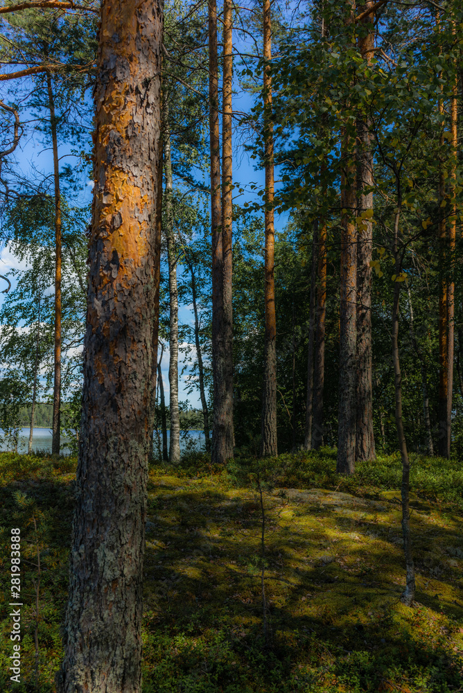 Light and shadows among the pine trees of the Linnansaari National Park in Finland  - 6