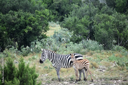 Zebra Mom and Baby in the Wild