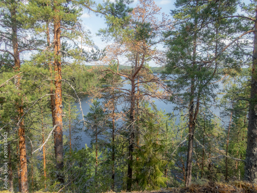Obraz premium The quiet wild forest and lonely trees on the top of a rocky island in the Linnansaari National Park in Finland - 11
