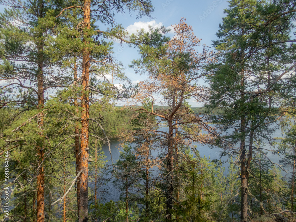 Obraz premium The quiet wild forest and lonely trees on the top of a rocky island in the Linnansaari National Park in Finland - 12