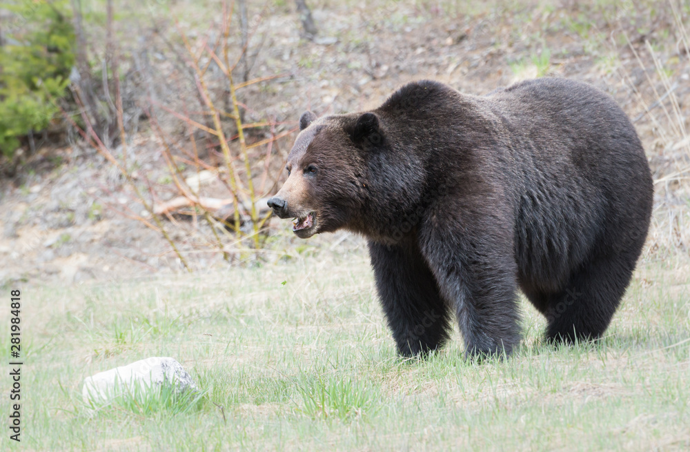 Grizzly bear in the spring Grizzly bear in the spring