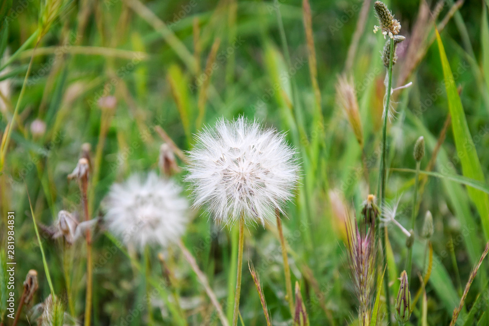 Two large fluffy dandelion on a background of green meadows. Motley grass, the beginning of summer. Close-up. Selective focus. Copy space Two large fluffy dandelion on a background of green meadows. Motley grass, the beginning of summer. Close-up. Selective focus. Copy space