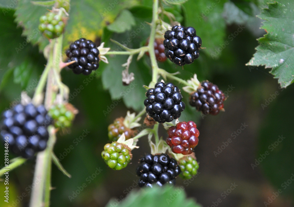 On the branch ripen the berries Rubus fruticosus On the branch ripen the berries Rubus fruticosus