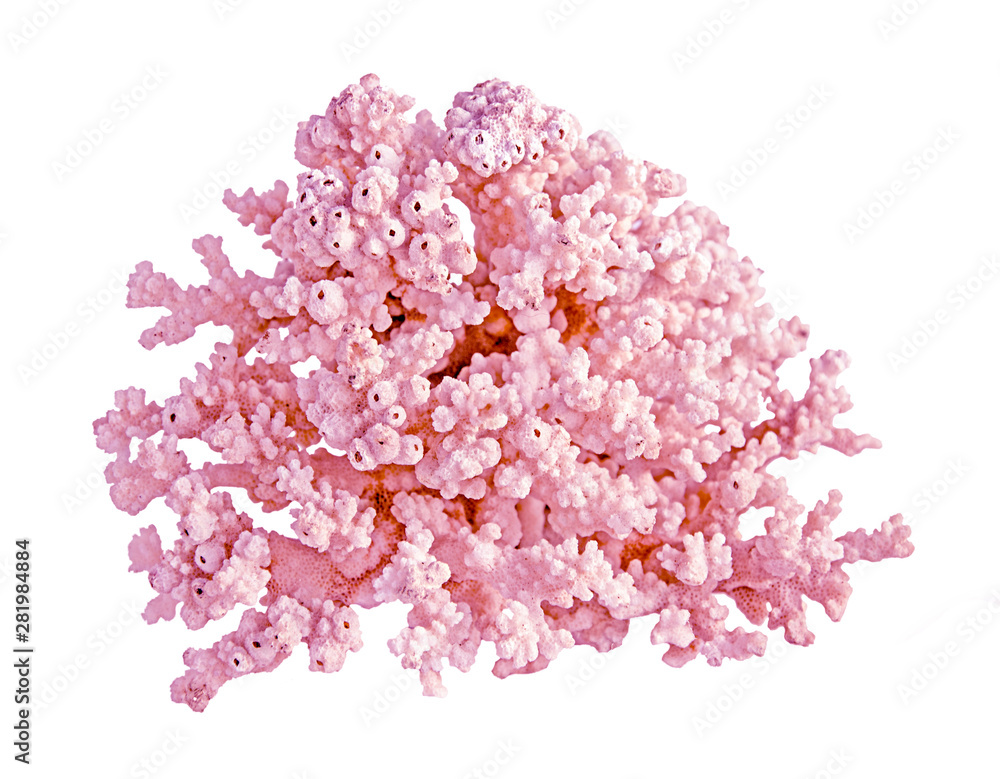 Fototapeta premium coral isolated on white background