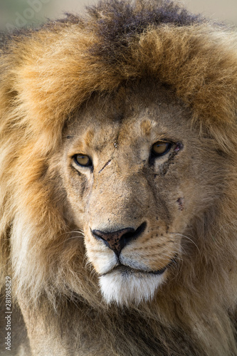 Close-up of a proud male lion king with impressive mane relaxing at Serengeti National Park, Tanzania, Africa.