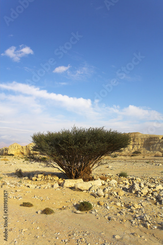 Tree in desert.