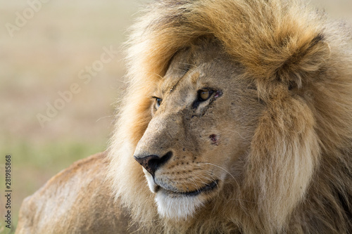 Fototapeta Naklejka Na Ścianę i Meble -  Close-up of a proud male lion king with impressive mane relaxing at Serengeti National Park, Tanzania, Africa.