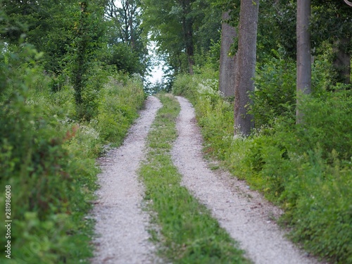 Forststraße - Waldbaden beruhigt die Sinne