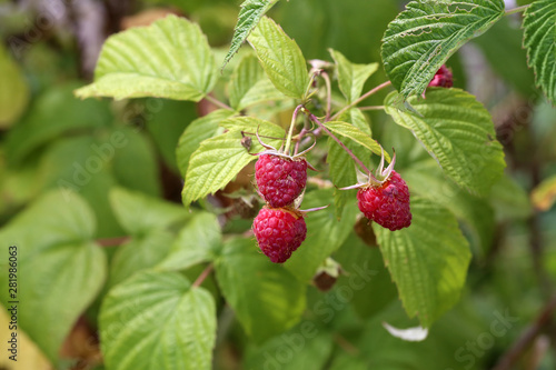 Raspberry berries mature on the branches of the shrub