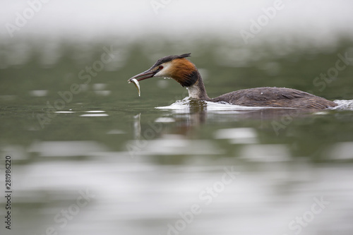 A great crested grebe (Podiceps cristatus) catching a fish in a pond and bringing it to its young in the city Berlin Germany