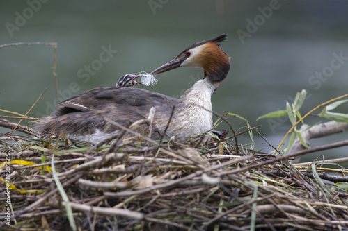 A adult great crested grebe (Podiceps cristatus) feeding its young on its back on a floating nest in a city pond in the capital city of Berlin Germany.