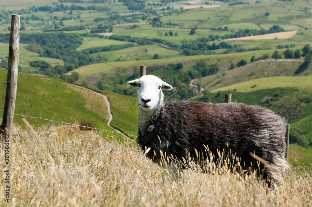Fototapeta premium White-headed sheep against the backdrop of the Skiddaw Mountains.