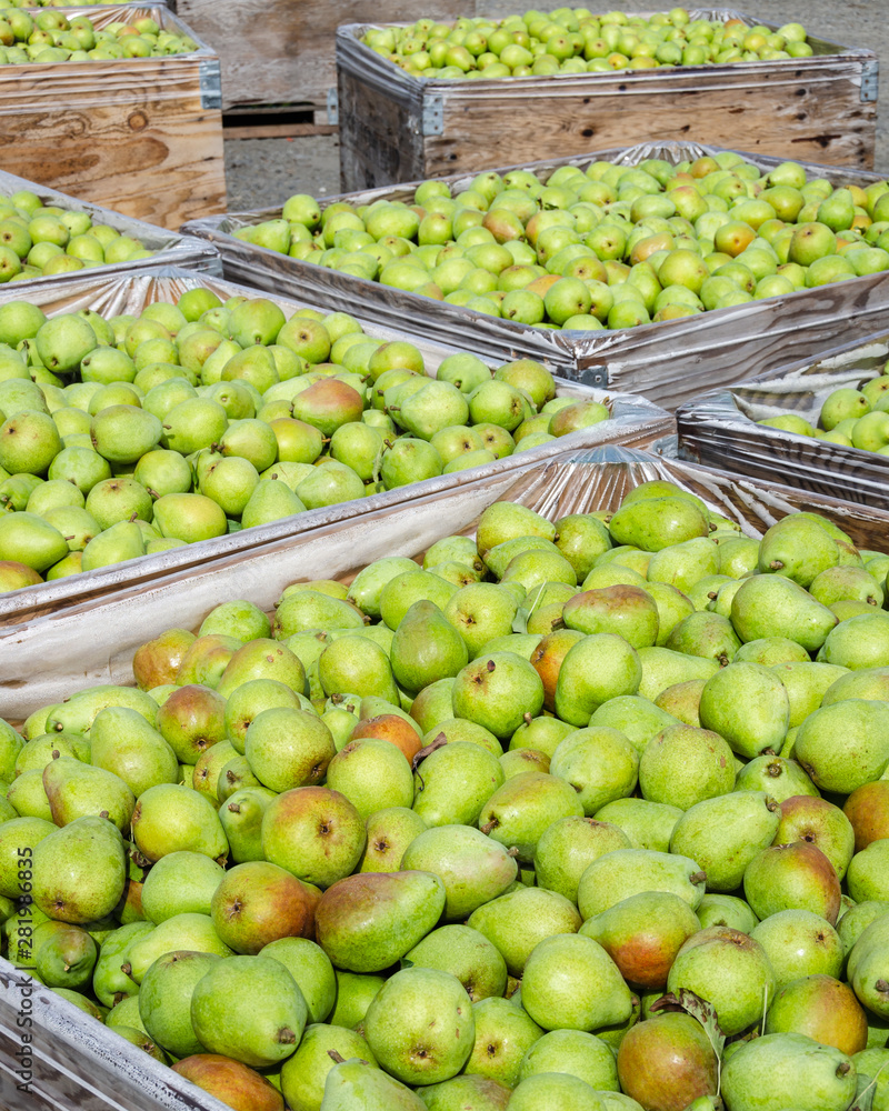 Commercial pears boxed in preparation for processing in nearby plants in the Chelan County region of Washington State