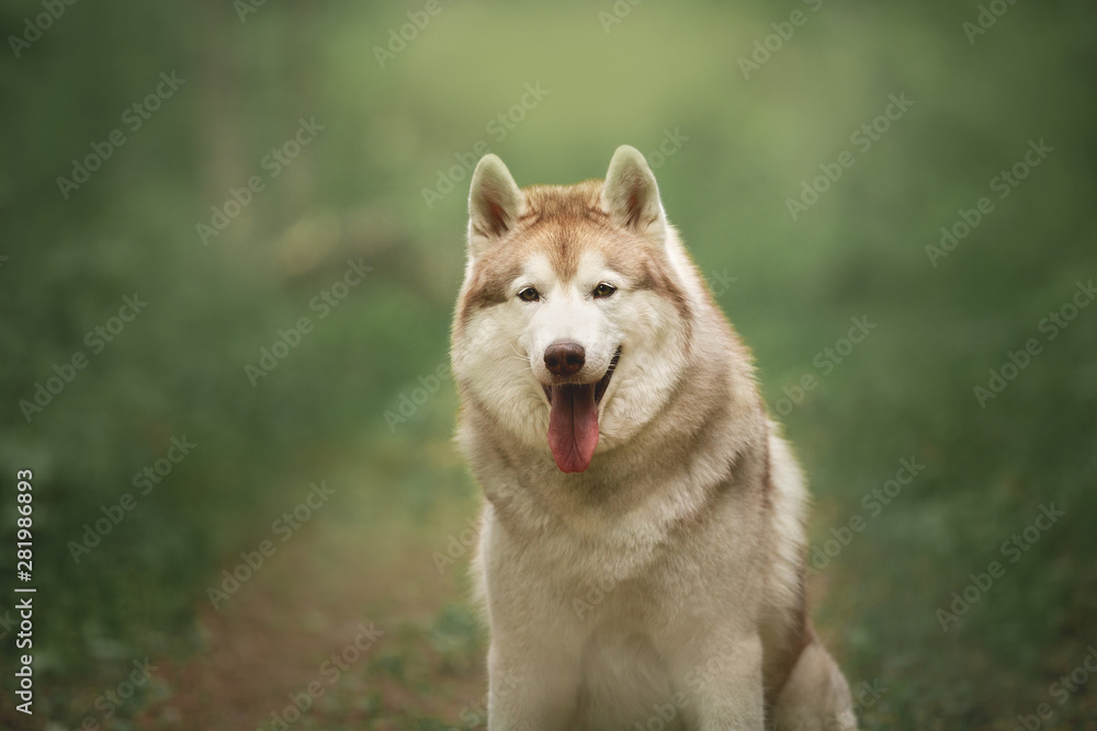 Portrait of cute and beautiful dog breed siberian husky sitting in the green forest. Portrait of cute and beautiful dog breed siberian husky sitting in the green forest.