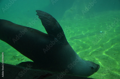 Harbor seal  Phoca vitulina 