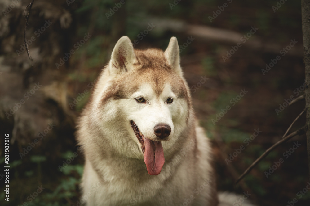 Close-up Portrait of free and beautiful dog breed siberian husky sitting in the green forest.