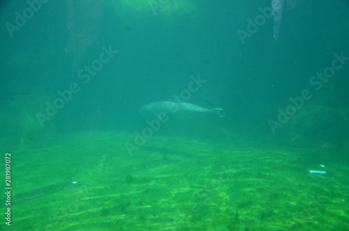 Wallpaper Mural Harbor seal (Phoca vitulina) Torontodigital.ca