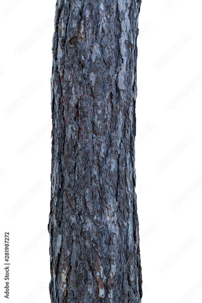 Tree Bark Texture Isolated on White Background