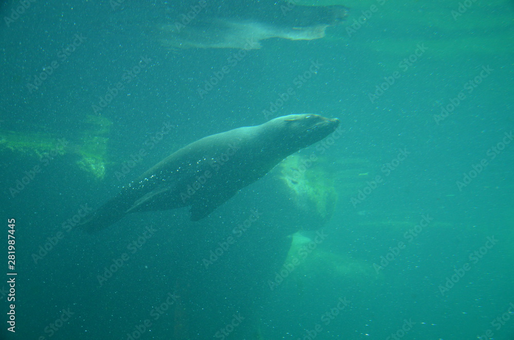 Fototapeta premium Harbor seal (Phoca vitulina)