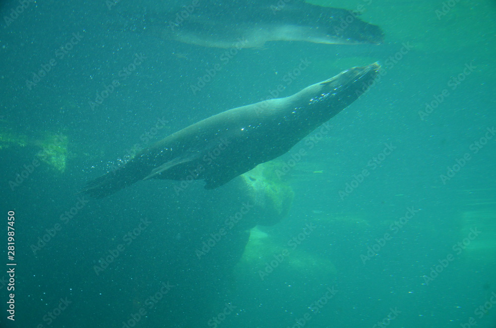 Fototapeta premium Harbor seal (Phoca vitulina)
