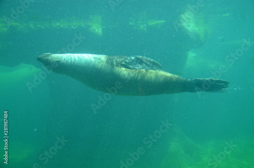 Harbor seal (Phoca vitulina) © Denise Serra