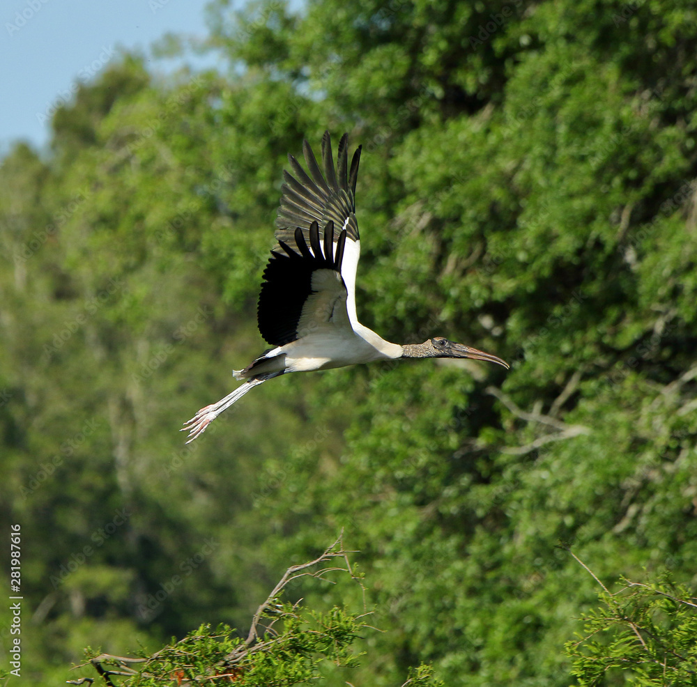 Fototapeta premium A wood stork flying with trees as a background